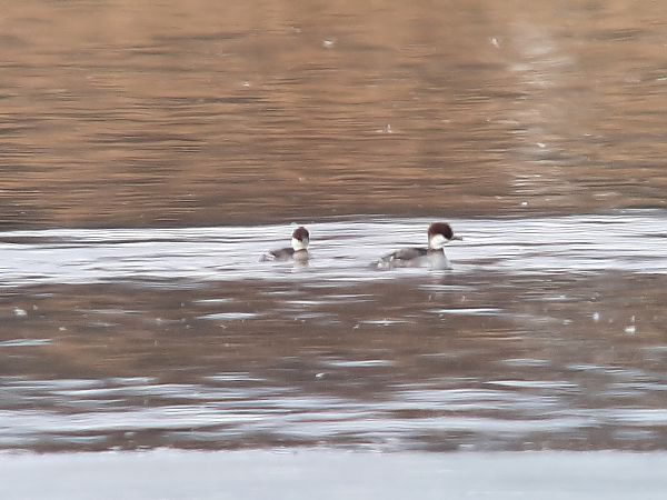 Harle piette  - Franz Stoll
