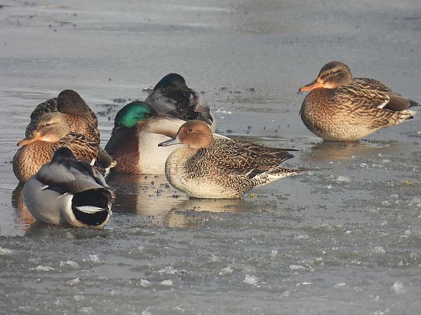 rożeniec  - Kacper Mikulski