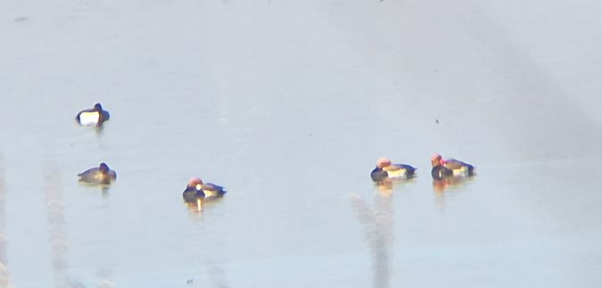 Kolbenente  - Daniel Dąbrowski