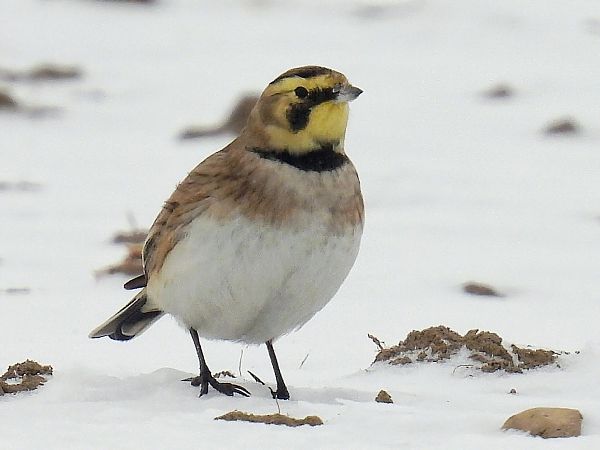 górniczek  - Kacper Mikulski