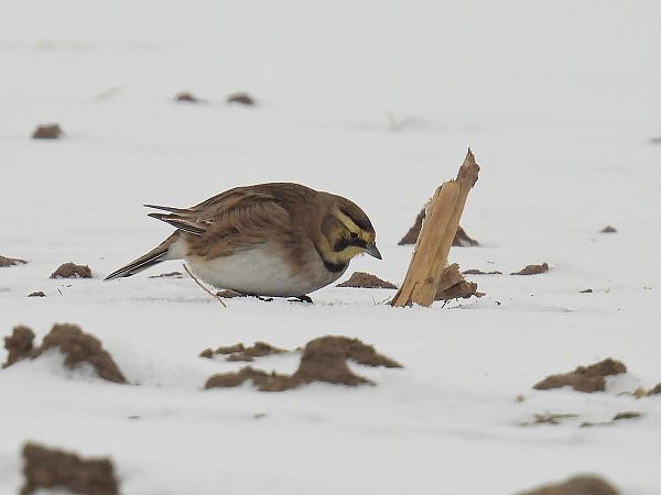 górniczek  - Kacper Mikulski
