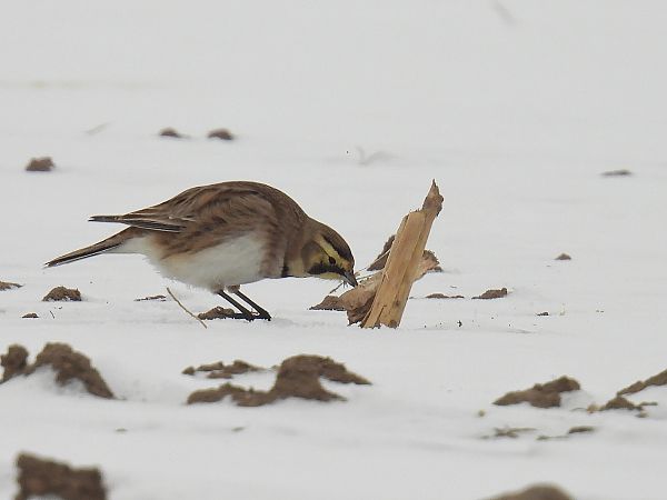 górniczek  - Kacper Mikulski