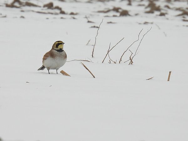 górniczek  - Kacper Mikulski