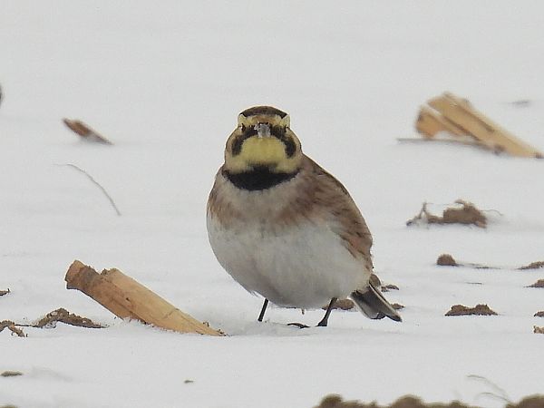 górniczek  - Kacper Mikulski