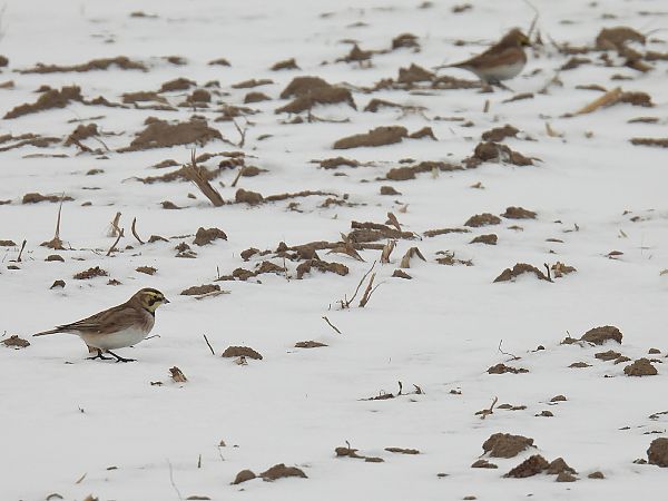 górniczek  - Kacper Mikulski