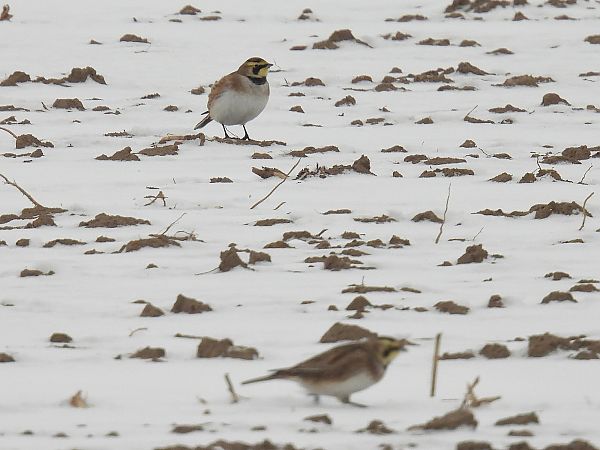 górniczek  - Kacper Mikulski
