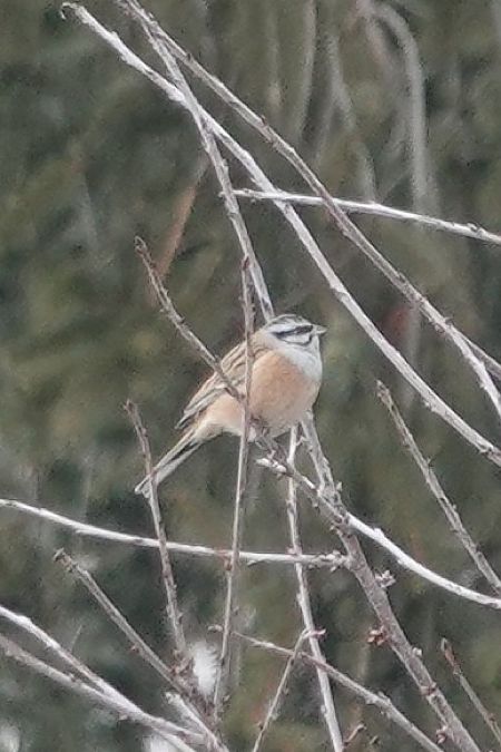 Zigolo muciatto  - Walter Fauster