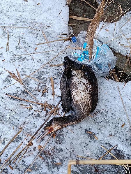 kormoran  - Marcin Sołowiej