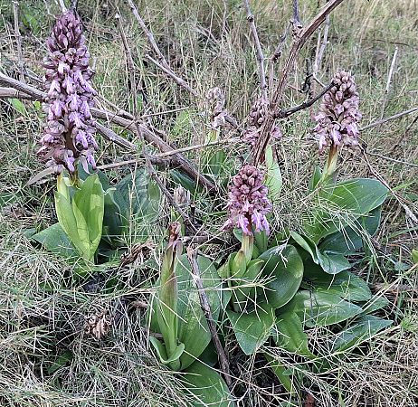 Himantoglossum robertianum 