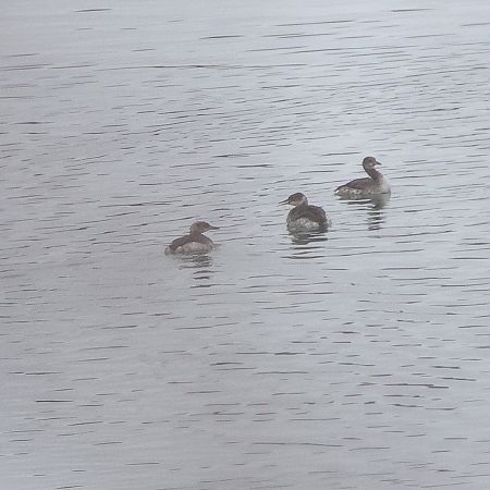 Grèbe jougris  - Chris Zlatar