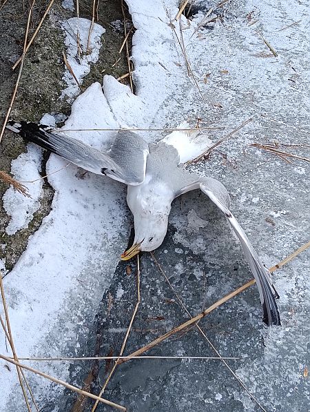 Goéland argenté  - Marcin Sołowiej