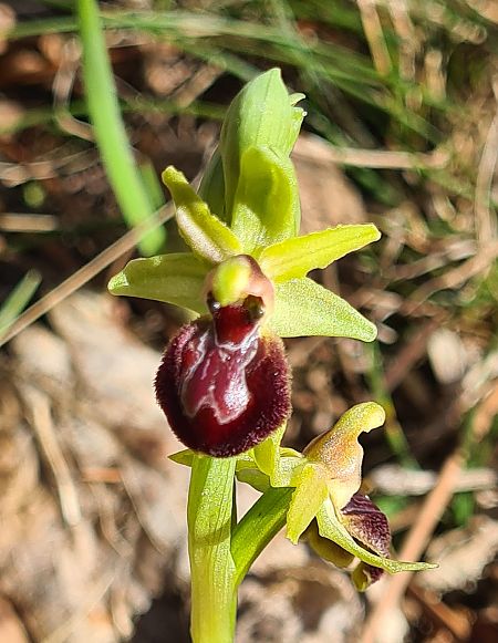 Ophrys occidentalis  - Françoise Andeol