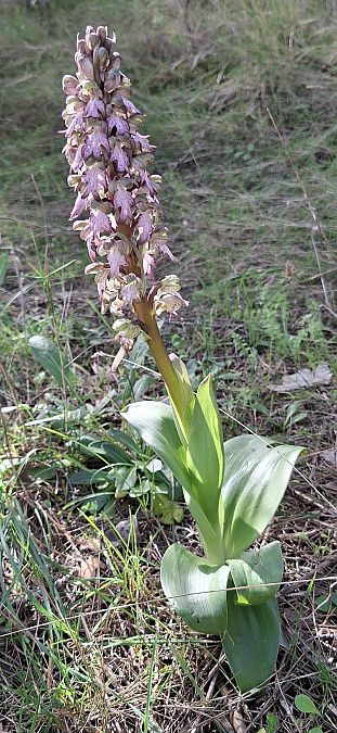 Himantoglossum robertianum 