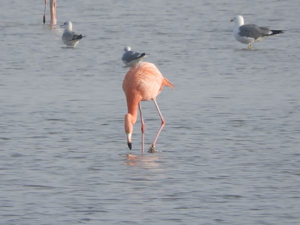 Fenicottero del Cile  - Massimo Tassinari