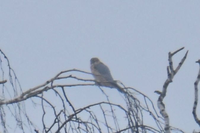 Merlin  - Krystian Pytel