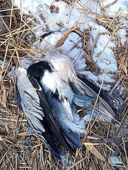 czapla siwa  - Marcin Sołowiej