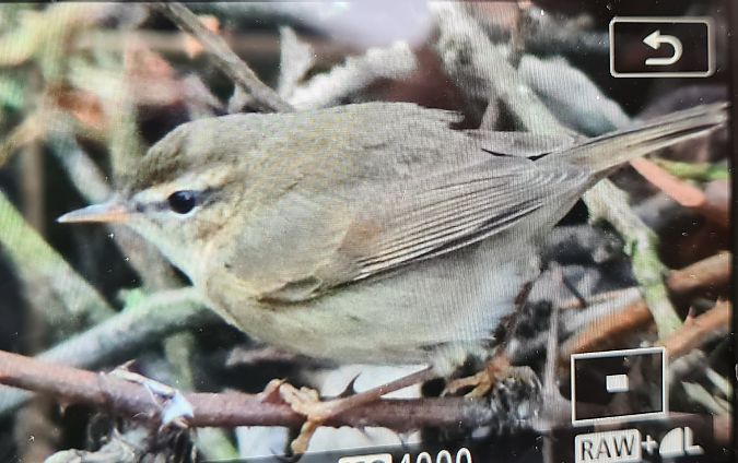 Luì scuro  - Paolo Zonta