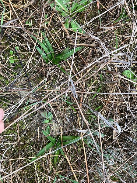 Anacamptis pyramidalis  - Florent de Gasperis