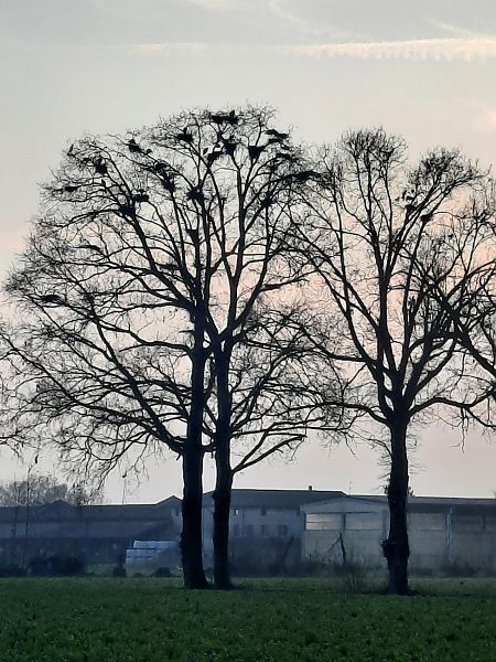 Airone cenerino  - Bassano Riboni