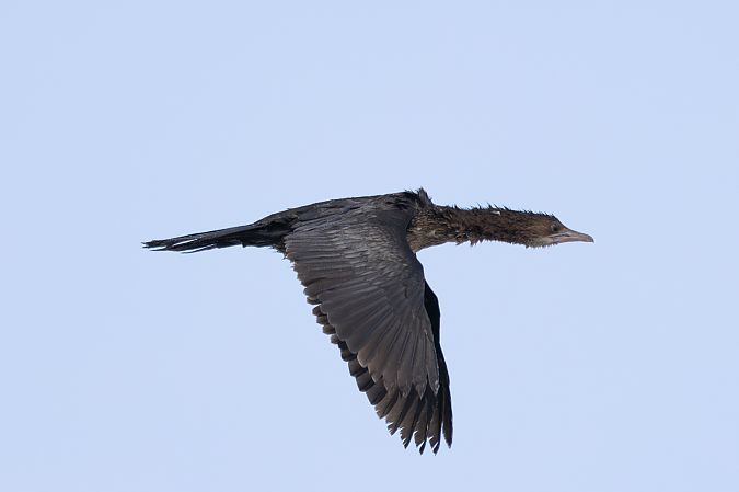 kormoran mały  - Katarzyna Szałas