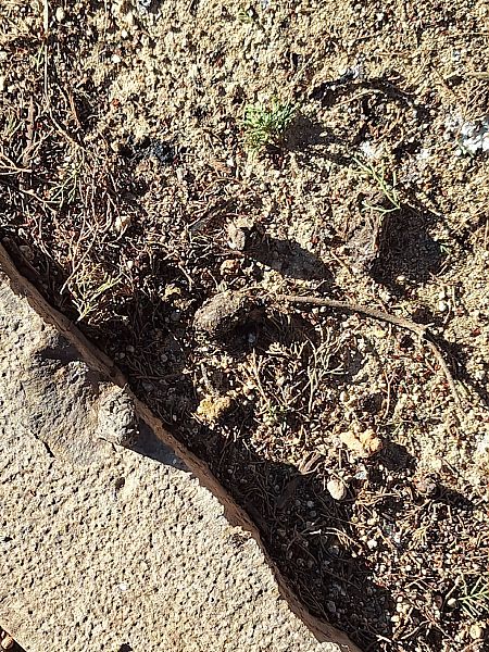 Òliba  - David Fitó