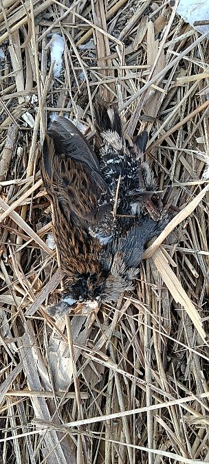 wodnik  - Marcin Sołowiej