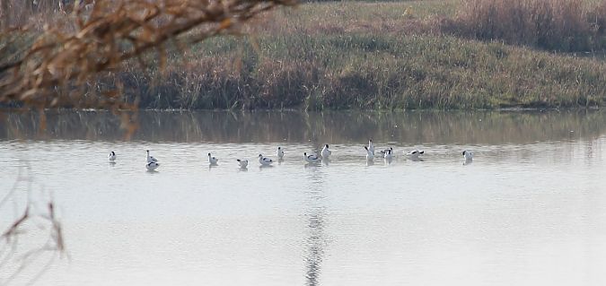 Avocetta  - Leonardo Orefice