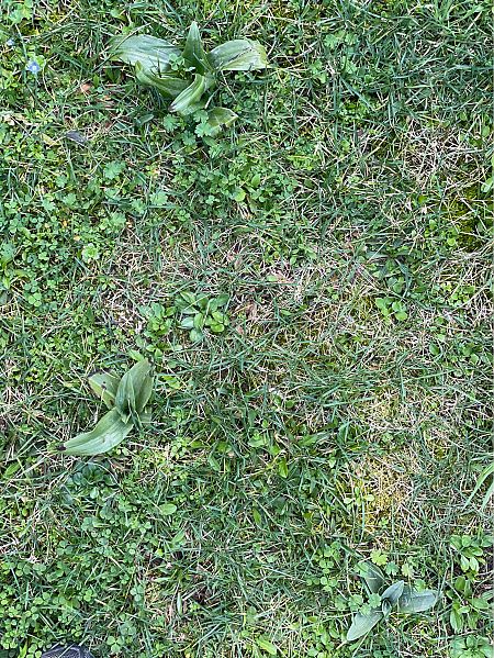 Himantoglossum hircinum  - Olivier Guillemet