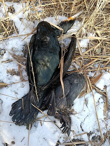 Blässhuhn  - Marcin Sołowiej