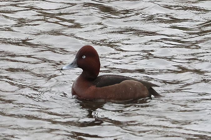 Fuligule nyroca  - Andrea Reischer