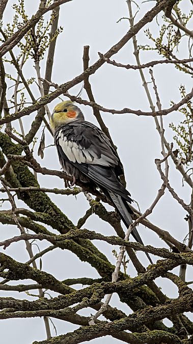 Cacatua de les nimfes  - Albert Burgas