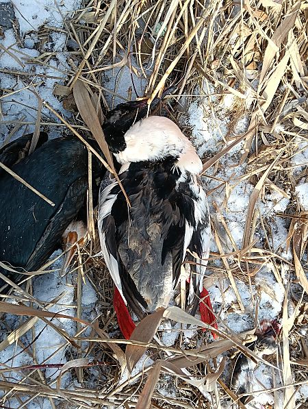 nurogęś  - Marcin Sołowiej