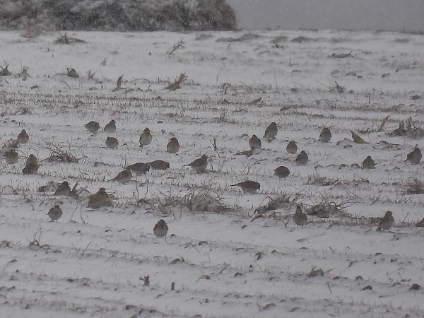 skowronek  - Kacper Mikulski