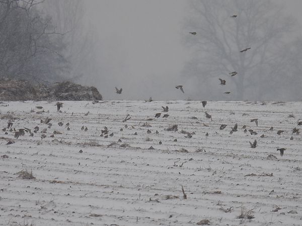 skowronek  - Kacper Mikulski