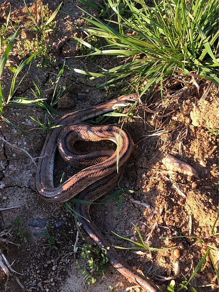 Serp blanca  - Raúl Domínguez Tur