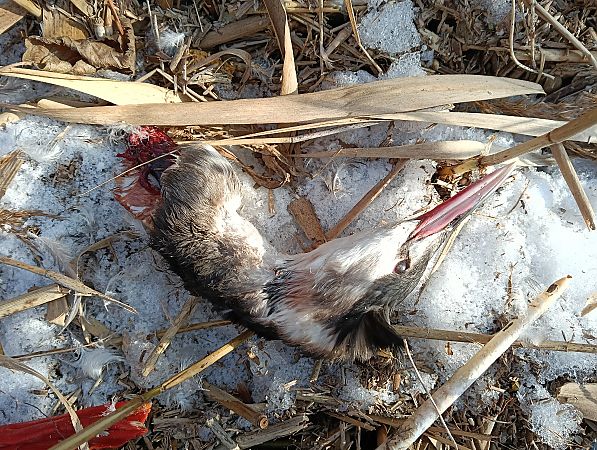 perkoz dwuczuby  - Marcin Sołowiej