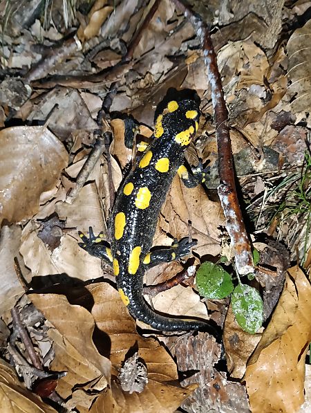 Salamandra pezzata  - Enrico Carta