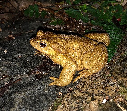 Gripau comú  - Ramon Prat Espelt