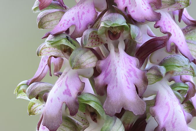 Himantoglossum robertianum  - Frank Dhermain