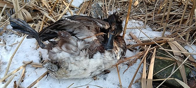 czernica  - Marcin Sołowiej