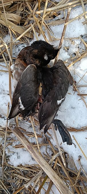 Reiherente  - Marcin Sołowiej