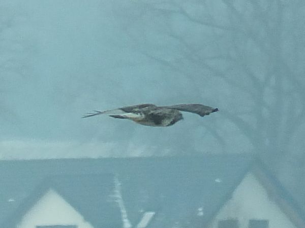 myszołów włochaty  - Ewa Nalepa