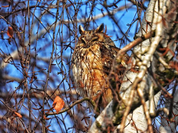 uszatka  - Kacper Mikulski