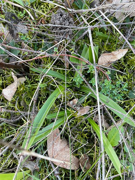 Anacamptis pyramidalis  - Olivier Guillemet
