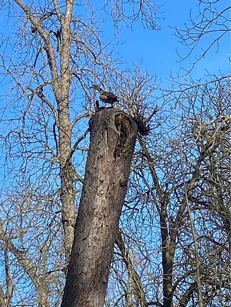 Oca egiziana  - Franco Roscelli