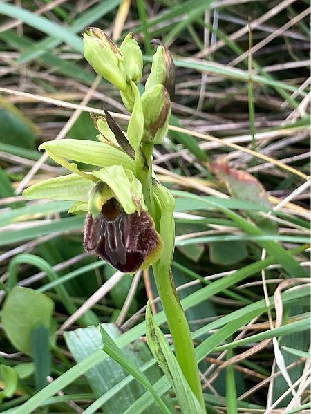 Ophrys suboccidentalis subsp. olonae  - Cécile Soudry You