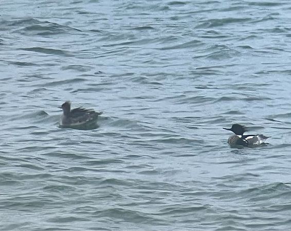 szlachar  - Krzysztof Lis