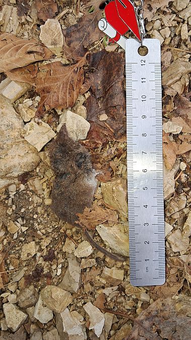 Crocidura sp.  - Marta Villa