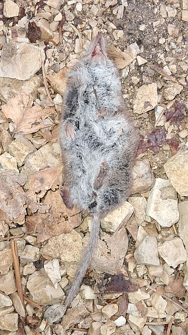 Crocidura sp.  - Marta Villa