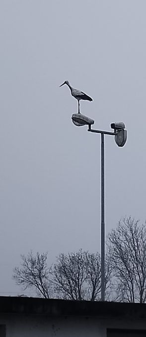 Cicogna bianca  - Carlo Stagnoli Montagna